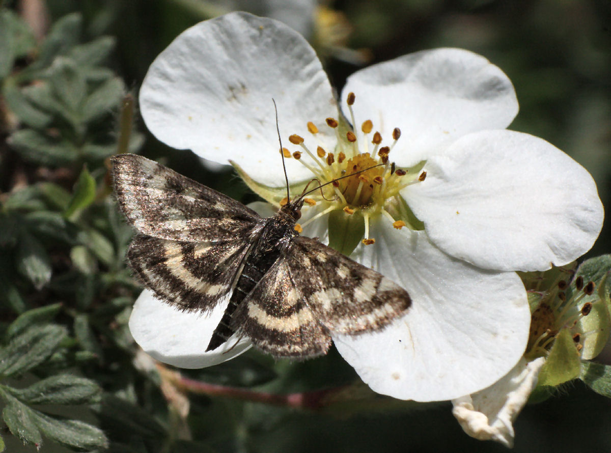 un''altra farfallina da identificare